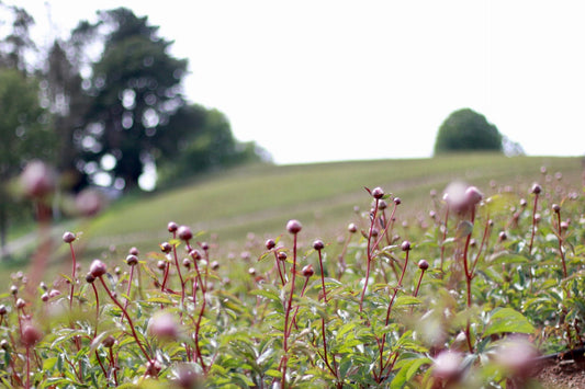Ensuring Quality: Our Mission and Best Practices for Peonies