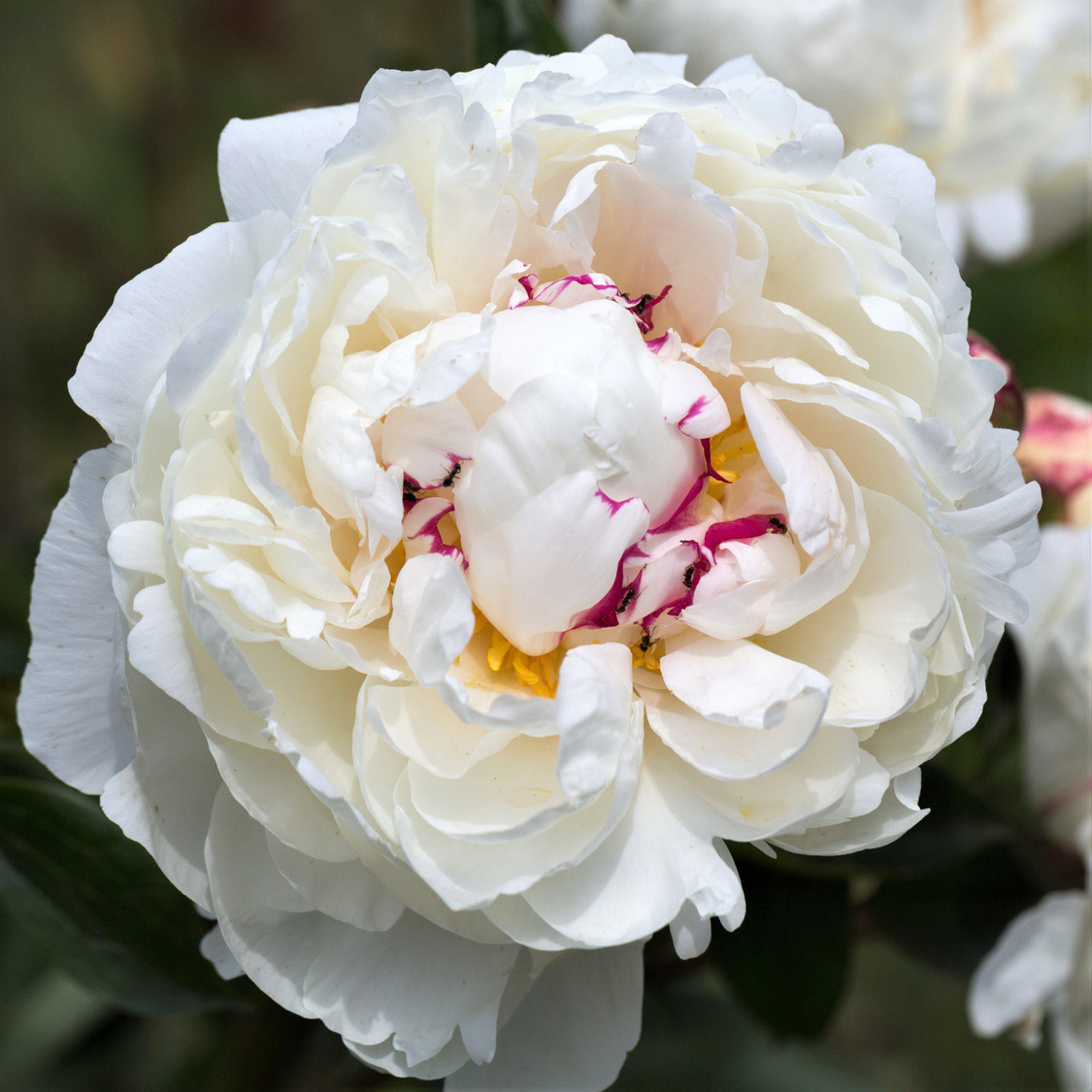 ‘Festiva Máxima’ peony