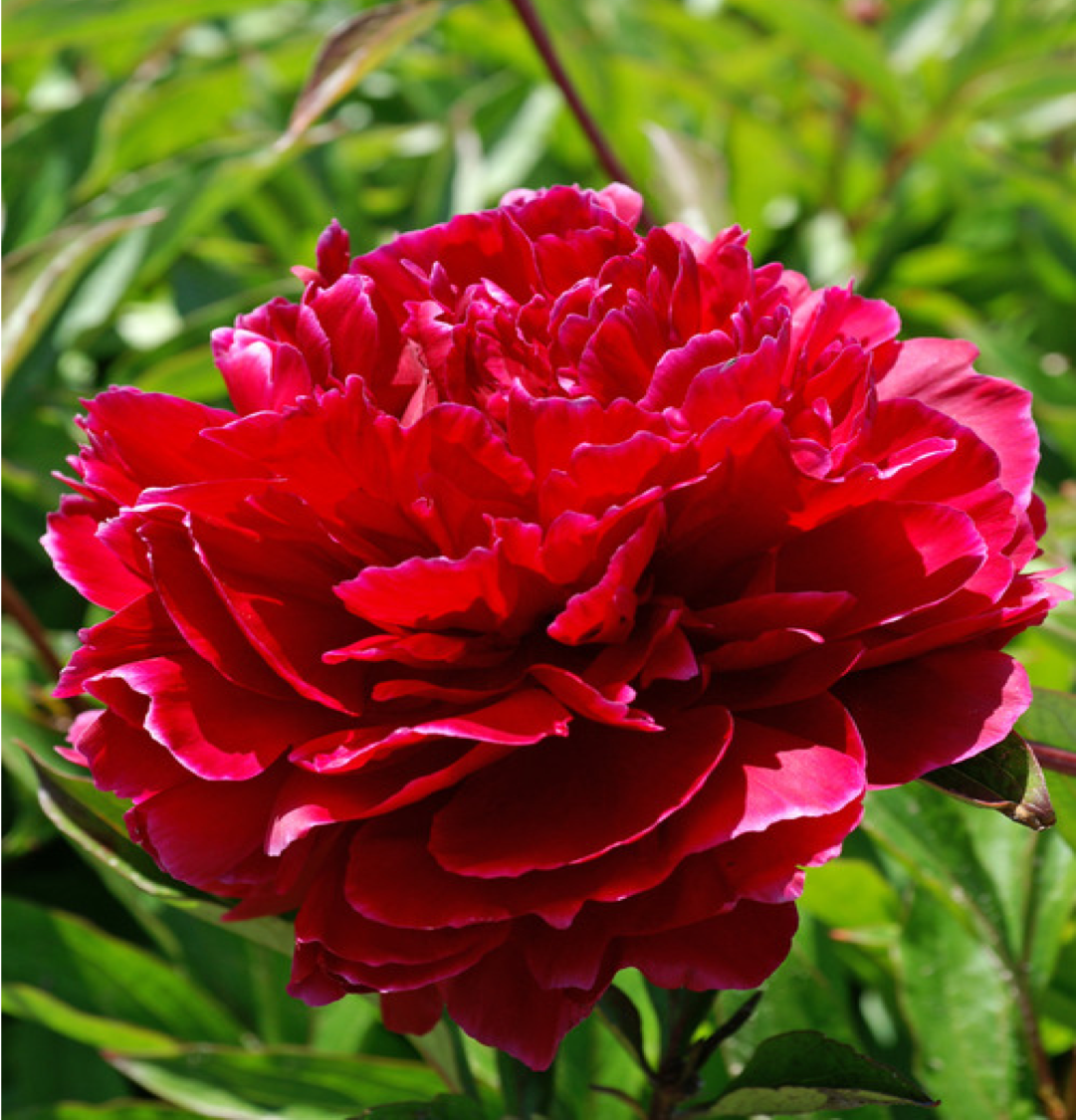 ‘Red Sarah Bernhardt’ peony