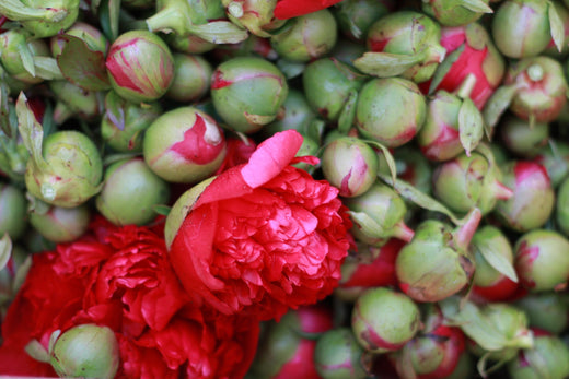 Growing Peonies: A Guide from Southern Chile