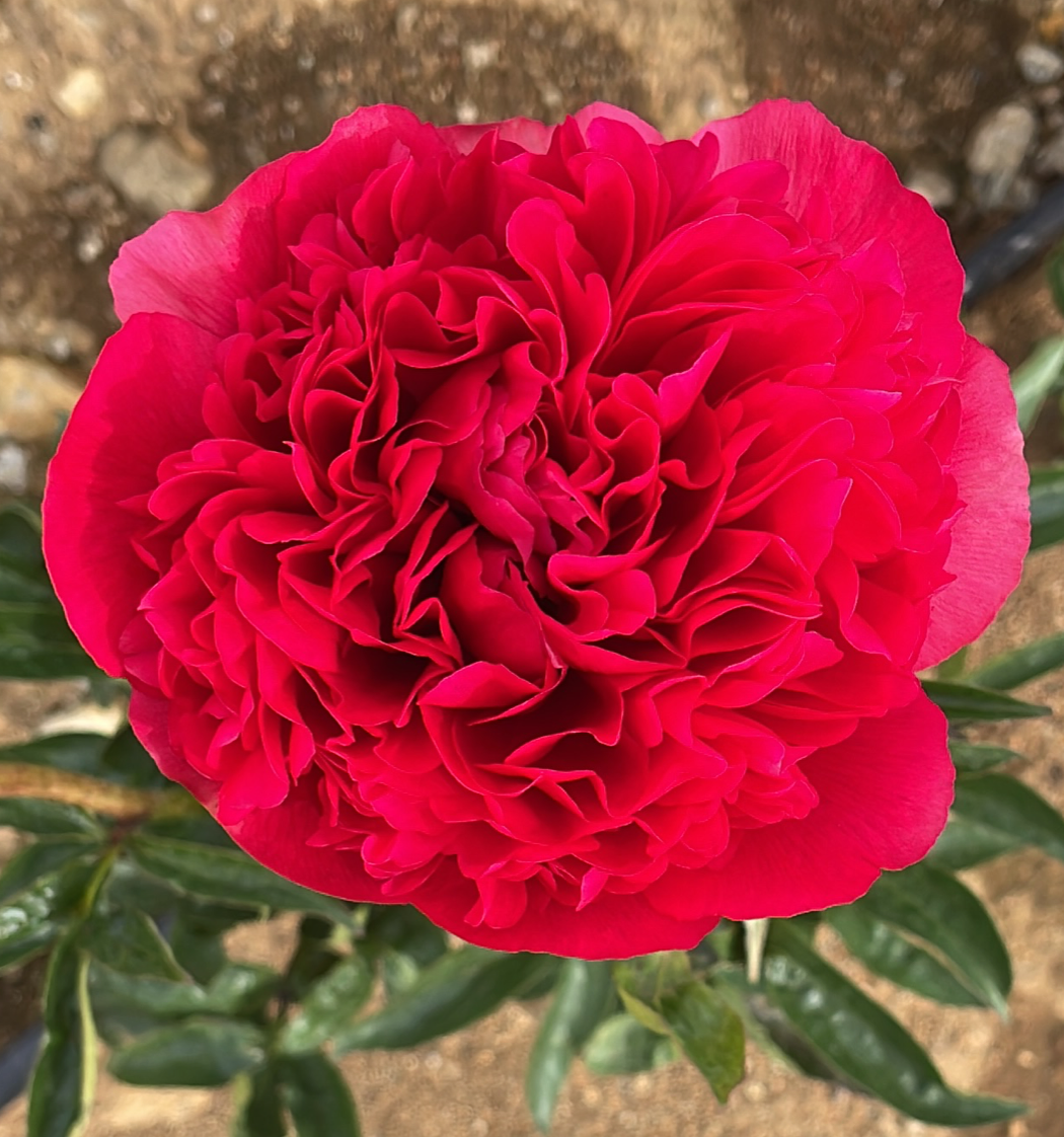 ‘Command Performance’ peony